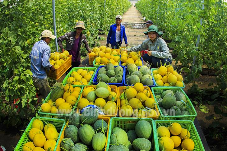 Mô hình trồng cây ăn quả kết hợp nuôi gia cầm cho hiệu quả kinh tế cao 