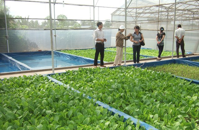 Mô hình nông nghiệp công nghệ cao phát huy hiệu quả  Báo Cần Thơ Online
